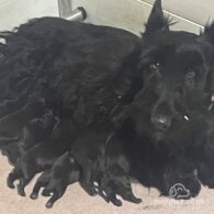 Scottish Terrier - Dogs