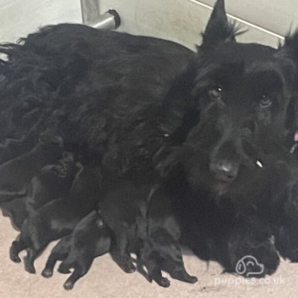 Scottish Terrier - Dogs