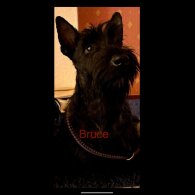 Scottish Terrier - Dogs