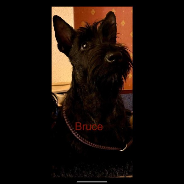 Scottish Terrier - Dogs