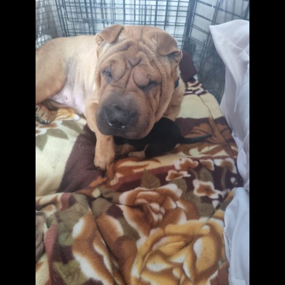 Shar Pei - Both