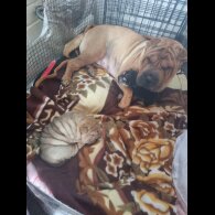 Shar Pei - Both
