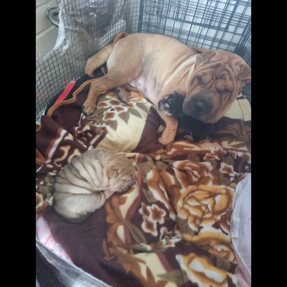 Shar Pei - Both