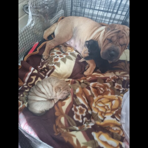 Shar Pei - Both