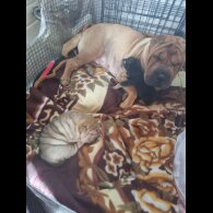 Shar Pei - Both