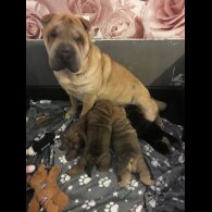 Shar Pei - Both