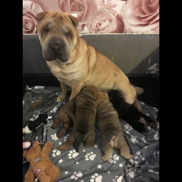 Shar Pei - Both