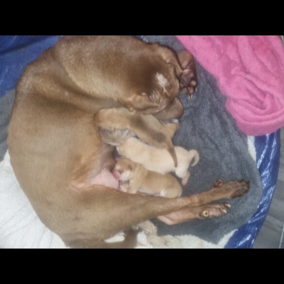 Shar Pei - Both