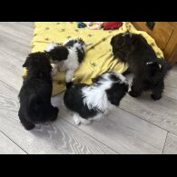 Shih Tzu - Bitches