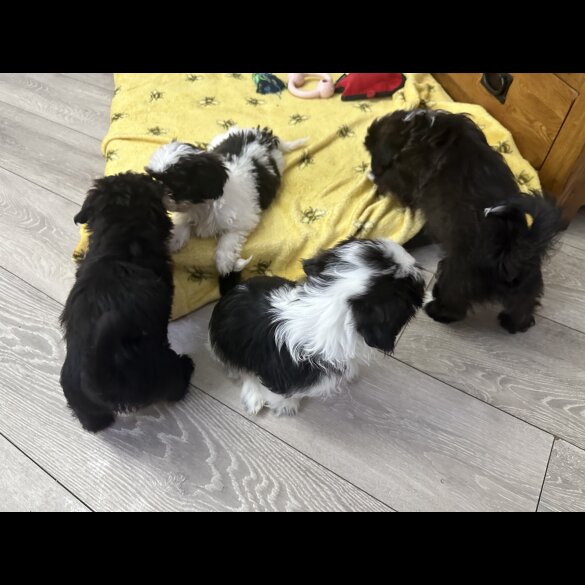Shih Tzu - Bitches