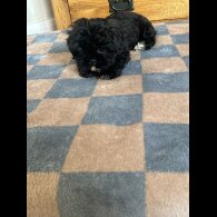 Shih Tzu - Bitches