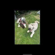 Shih Tzu - Both