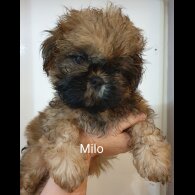 Shih Tzu - Both