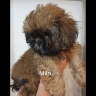 Shih Tzu - Both