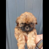 Shih Tzu - Both