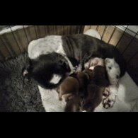 Shih Tzu - Both