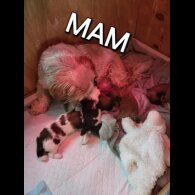 Shih Tzu - Both