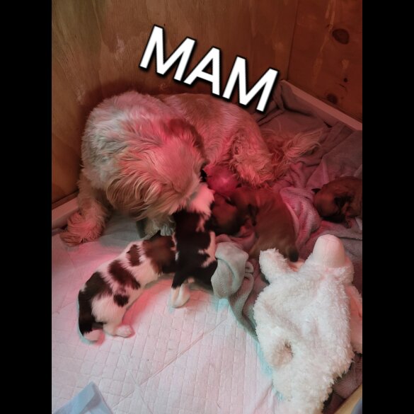 Shih Tzu - Both