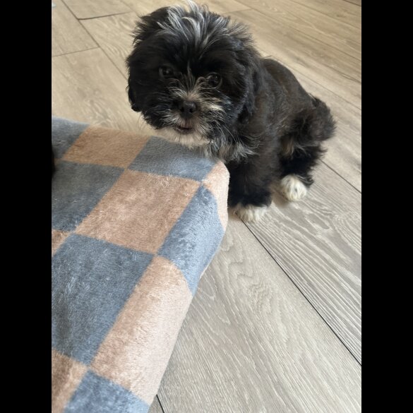 Shih Tzu - Bitches