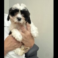 Shih Tzu - Bitches