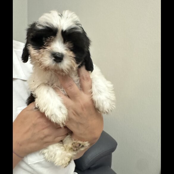 Shih Tzu - Bitches