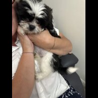 Shih Tzu - Bitches