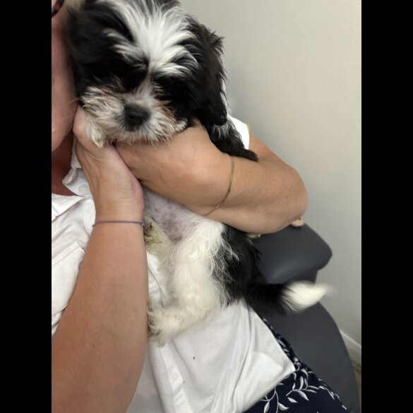 Shih Tzu - Bitches
