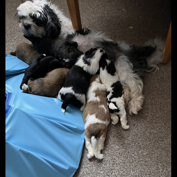 Shih Tzu - Bitches