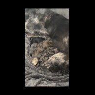 Shihpoo - Both