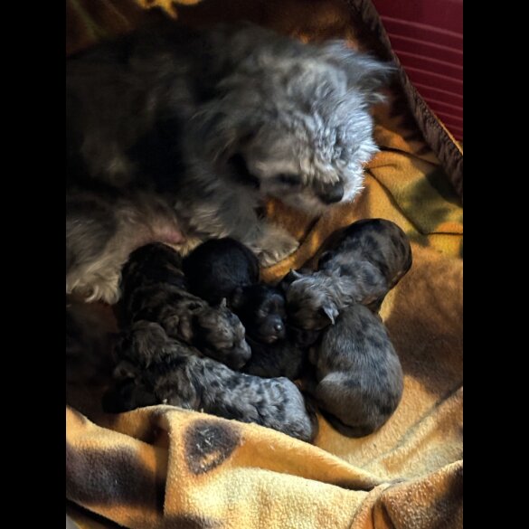 Shihpoo - Both