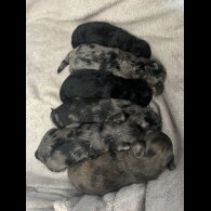 Shihpoo - Both
