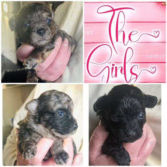 Shihpoo - Both