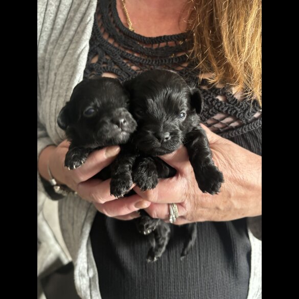 Shihpoo - Both