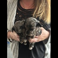 Shihpoo - Both