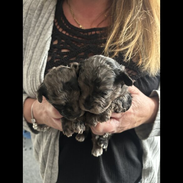 Shihpoo - Both