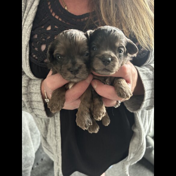 Shihpoo - Both