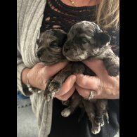 Shihpoo - Both