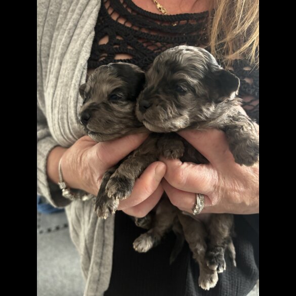 Shihpoo - Both