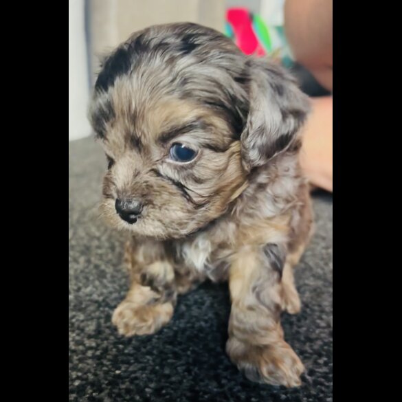 Shihpoo - Both