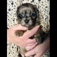 Shihpoo - Both