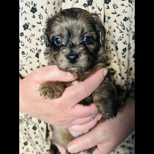 Shihpoo - Both