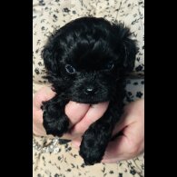 Shihpoo - Both
