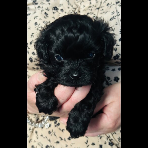 Shihpoo - Both