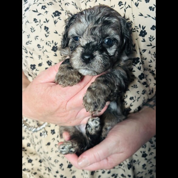 Shihpoo - Both