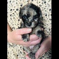 Shihpoo - Both