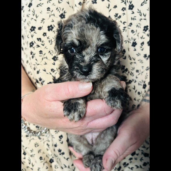 Shihpoo - Both