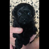 Shihpoo - Both