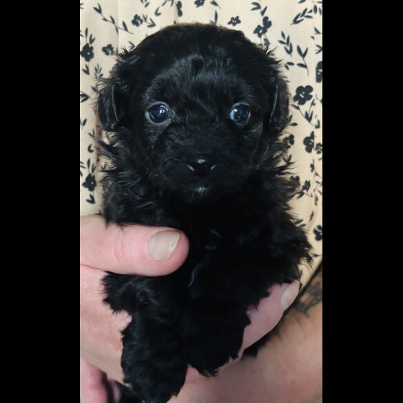 Shihpoo - Both