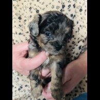 Shihpoo - Both