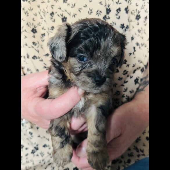 Shihpoo - Both